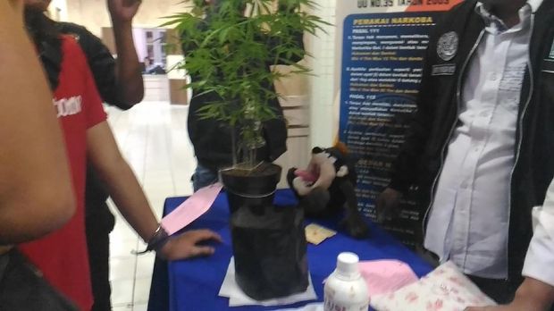 Tersangka Kevin menanam ganja dalam pot di atap rumahnya.
