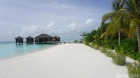 Club Med Finolhu Maldives pun memiliki hamparan pantai berpasir putih. Plus, bersih tanpa sampah! (Afif Farhan/detikTravel)