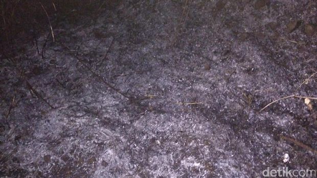 Akibat kebakaran tersebut sejumlah pohon dan tumbuhan di hutan Gunung Guntur terbakar