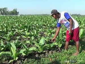 Musim Kemarau Berkah Bagi Petani Tembakau di Probolinggo
