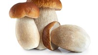 Porcini merupakan jamur yang populer juga di Eropa. Dijual kering dan segar dengan tekstur eaty dan aroma yang sedap.Foto: Istimewa