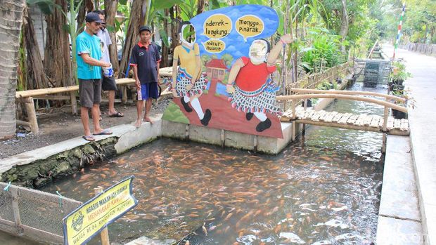 Penampakan selokan di Bantul bak kolam ikan yang bersih dan cantik. 