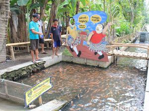 Melihat Selokan di Bantul yang Penuh dengan Ribuan Ikan Nila