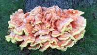 Seperti namanya ‘chicken of the woods’, jamur ini bentuknya tipis melebar berwarna cokelat muda. Tekstur dan rasanya persis daging ayam.Foto: Istimewa