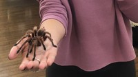 Lumayan banyak orang yang mengalami arachnophobia atau takut dengan laba-laba, salah satunya adalah wanita ini. Aku menangis saat memegangnya, tulisnya pada keterangan foto. (Foto: Instagram @thick2fit8942)