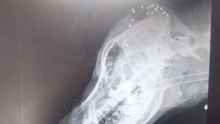 30 Butir Peluru Mainan Pellet Bersarang di Kepala Anjing Ini