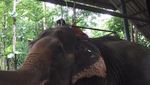 Foto: Seperti Ini Rumah Sakit Khusus Gajah