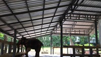 Rumah sakit ini bernama Friends of the Asian Elephant Hospital, atau disingkat FAE Hospital (Friends of the Asian Elephant Foundation/Facebook)