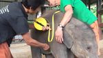 Foto: Seperti Ini Rumah Sakit Khusus Gajah