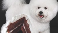 Anjing berwarna putih yang imut ini tampak seperti kue yang sudah dipotong sebagian. Foto: The Johnny Smith