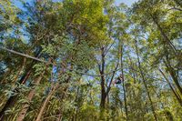 Flying Fox Rasa Roller Coaster, Jantung Mau Copot!