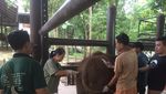 Foto: Seperti Ini Rumah Sakit Khusus Gajah