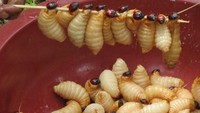 Ulat Sagu termasuk dalam jajaran kuliner ekstrem untuk dicoba di Indonesia. Jenis kuliner ini populer di daerah Indonesia Timur. Buat yang pernah coba, rasanya ternyata enak. Kaya protein pula. Tertarik mencoba? (Fitraya/detikTravel)