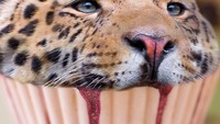 Bukan cupcakes biasa. John Smith yang adalah lulusan Universitas di texas ini juga membuat cupcakes ini masa dibuat dengan bentuk wajah harimau dengan bantuan ilustrasi digital. Foto: The Johnny Smith