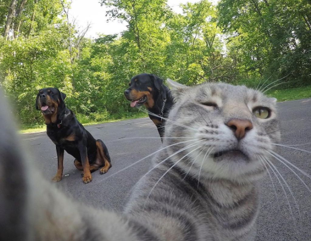 Kucing Suka Selfie Sama Temannya Jadi Sensasi Instagram Foto 3