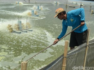 Inovasi Sarjana S2 ITB Ini Bikin Panen Udang Meningkat