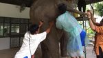 Foto: Seperti Ini Rumah Sakit Khusus Gajah