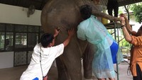 Gajah yang dirawat di sini ditangani oleh dokter hewan dan para petugas yang telah terlatih (Friends of the Asian Elephant Foundation/Facebook)