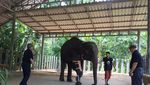 Foto: Seperti Ini Rumah Sakit Khusus Gajah