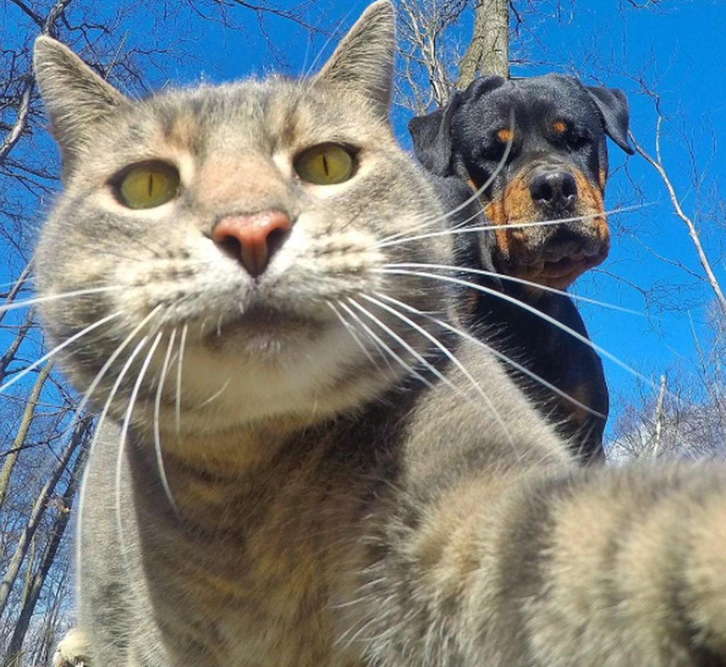 Kucing Suka Selfie Sama Temannya Jadi Sensasi Instagram