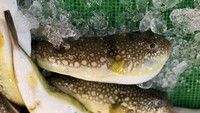 Ikan Fugu dari Jepang juga masuk ke dalam jajaran wisata kuliner ekstrem. Ikan berduri ini biasa diolah menjadi sashimi. Salah mengolah ikan ini, akibatnya bisa fatal. Nyawa yang jadi taruhannya (Thinkstock)