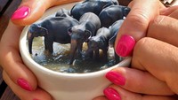 Di dalam cangkir keramik ini masa bisa berisi air berwarna cokelat, dengan beberapa gajah di dalamnya. Foto: The Johnny Smith