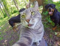 Kucing Suka Selfie Sama Temannya Jadi Sensasi Instagram