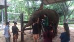 Foto: Seperti Ini Rumah Sakit Khusus Gajah
