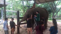 Rumah sakit gajah Thailand ini merupakan rumah sakit khusus gajah pertama di dunia, yang mendedikasikan diri untuk merawat gajah dari Thailand, maupun dunia (Friends of the Asian Elephant Foundation/Facebook)