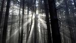 Foto: Hutan Hitam yang Menyeramkan