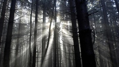 Foto: Penampakan Hutan Hitam Menyeramkan