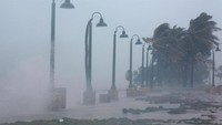 Pohon-pohon di tepi pantai bergoyang ke sana kemari diterpa angin. Air laut pun tak lelah membentukan diri ke daratan (REUTERS/Alvin Baez)