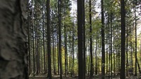Siapapun yang menjelajahi hutan ini diwanti-wanti agar menghafal jalan pulang dan jangan tersesat. Siang hari saja sudah gelap, apalagi saat malam hari di sana ((BBC Travel)