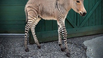 Nama hewan ini Zonkey, perpaduan antara zebra dan keledai. Foto: Imgur