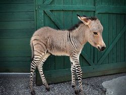 Hewan Aneh Tapi Nyata yang Mungkin Belum Pernah Kamu Lihat Seumur Hidup