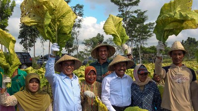 Memanen Daun Tembakau