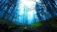 Dongeng karangan Grimm Bersaudara yang membuat Black Forest dikenal penuh misteri. Grimm Bersaudara sering mendongengkan hutan gelap sebagai tempat tinggal penyihir, manusia serigala, hingga kurcaci (BBC Travel)
