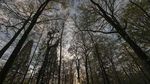 Foto: Hutan Hitam yang Menyeramkan