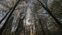 Hutan ini berada di Baden-Wurttemberg, Jerman. Hutannya berada di sepanjang aliran Sungai Rhine (BBC Travel) 