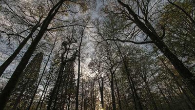 Foto: Hutan Hitam yang Menyeramkan