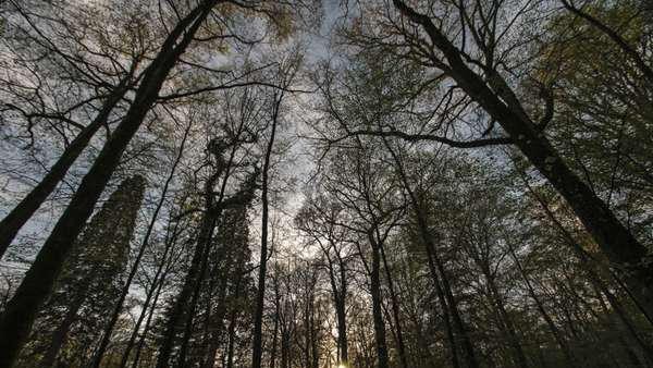 Foto: Hutan Hitam yang Menyeramkan