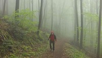 Hutan ini luasnya sekitar 7.500 km persegi dengan panjang sekitar 150 km dan lebar 50 km. (BBC Travel)