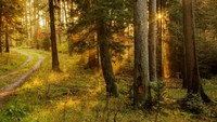 Aura gelap hutan ini juga didukung oleh pohon-pohon cemara dan pinus tumbuh lebat dan menjulang tinggi puluhan meter, serta lebat. Hal itu menyebabkan suasana di dalam hutan menjadi gelap dan hanya terlihat bias-bias cahaya matahari. (BBC Travel)