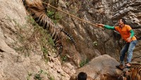 Harimau-harimau akan dilatih sesuai dengan kehidupan natural. Supaya nanti tidak canggung saat hidup di alam liar (Chalwat Subprasom/Reuters)