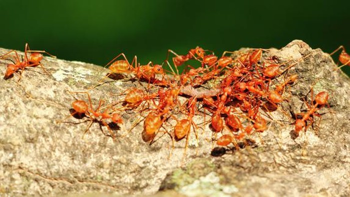 10 Cara Mengatasi Efek Gigitan Semut Merah agar Tidak Gatal atau Luka