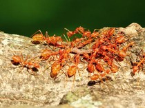 10 Cara Mengatasi Efek Gigitan Semut Merah agar Tidak Gatal atau Luka