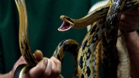 Awal pengolahan ular adalah menghilangkan taring ular. Setelah itu dibersihkan, dan diolah menjadi sup (Bobby Yip/Reuters)