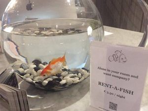 Kesepian di Hotel? Coba Saja Sewa... Ikan Mas