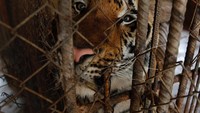 Namun beberapa tahun terakhir, Tiger Temple dicap sebagai tempat yang kontroversial. Sebab ada dugaan penyelundupan harimau ke pasar gelap. Serta di lain sisi, harimau notabenya adalah hewan liar yang harus di alam liar  (Chalwat Subprasom/Reuters)