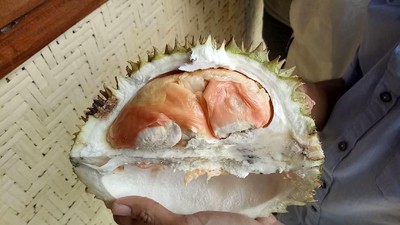 Jagonya Penghasil Durian! Ini 8 Durian Unggulan Jawa Timur